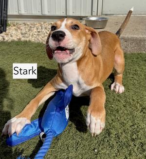 Stark, Hound / Beagle, puppy, available for adoption