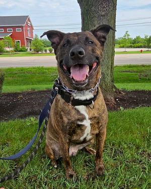 Blue, German Shepherd Dog / American Pit Bull Terrier, adult, available for adoption