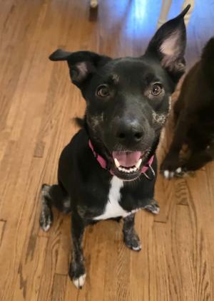 NOLA (HERA), Border Collie / Labrador Retriever, young, available for adoption