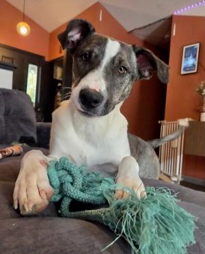 NOAH, Border Collie / Labrador Retriever, young, available for adoption