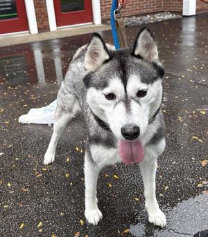 A Siberian Husky dog standing on a wet pavement, with its tongue out and a blue leash attached to its collar.