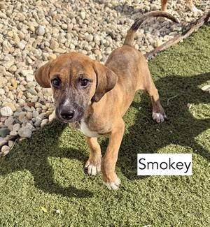Smokey, Hound / Beagle, puppy, available for adoption