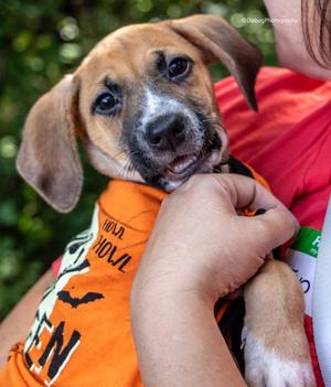 Stewart, Hound / Beagle, puppy, available for adoption