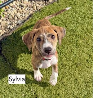 Sylvia, Hound / Beagle, puppy, available for adoption