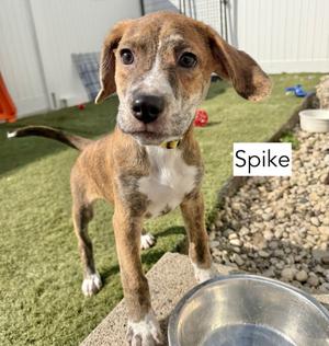 Spike, Hound / Beagle, puppy, available for adoption