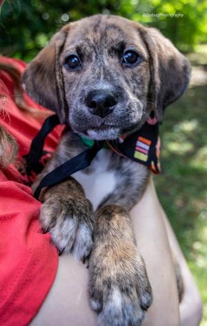 Sushi, Hound / Beagle, puppy, available for adoption
