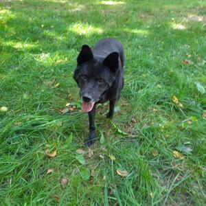 A black dog with pointed ears and a pink tongue sticking out, standing on a grassy field with scattered leaves.