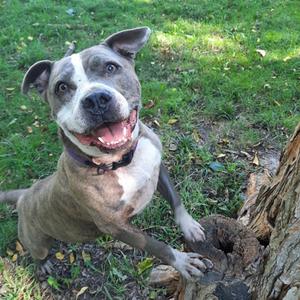A happy dog with a white and gray coat, standing on grass near a tree trunk, looking up with its mouth open and tongue out.