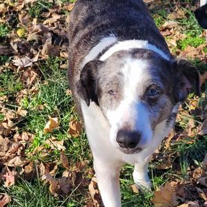 Scarlet, Terrier, Fox, senior, available for adoption
