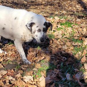 Angel, Terrier, Fox, senior, available for adoption