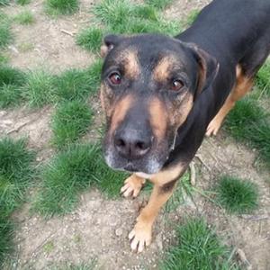 A black and tan dog standing on grass, looking up at the camera.