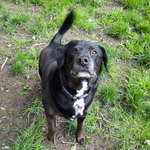 Scooter, Retriever, Black Labrador, senior, available for adoption