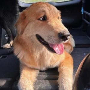 Robin, Great Pyrenees, young, available for adoption