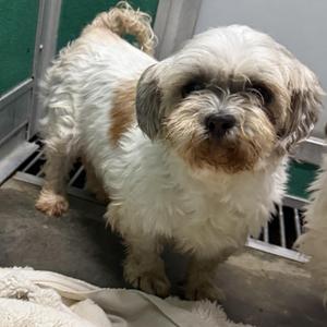 Lulu, Shih Tzu, adult, available for adoption