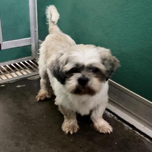 Blaze, Shih Tzu, adult, available for adoption