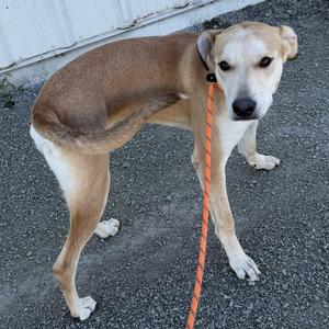 a light brown dog with a black nose and floppy ears standing on a gravel surface, wearing a red leash