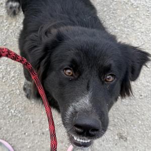 Batman, Great Pyrenees, young, available for adoption