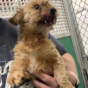 Creed, Yorkshire Terrier, adult, available for adoption