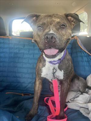 *BUTTERCUP, Pit Bull Terrier, adult, available for adoption