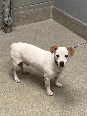 *BOB ROSS, Terrier, senior, available for adoption