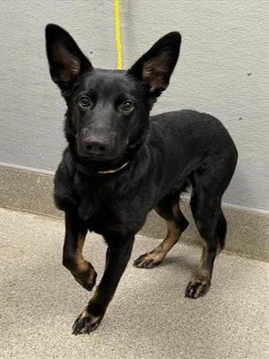 *BOLT, Australian Cattle Dog/Blue Heeler, adult, available for adoption