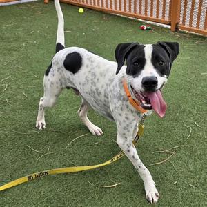 A black and white dog with spots standing on a green artificial turf, wearing an orange collar and a yellow leash.