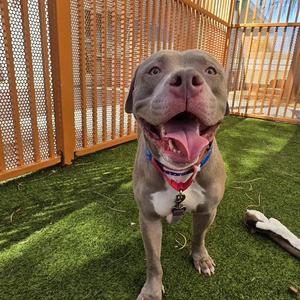 *BRAYDEN, Pit Bull Terrier, adult, available for adoption