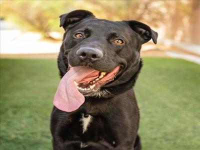 *BRAZEN, Labrador Retriever / Cane Corso Mastiff, adult, available for adoption