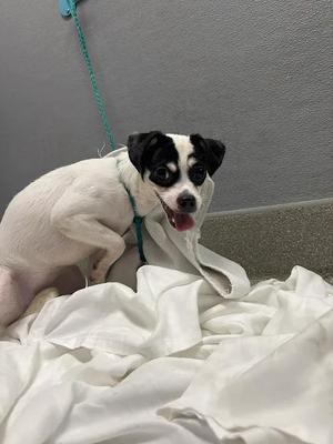 A black and white dog with a green leash, sitting on a white blanket.