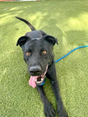 *BRAZEN, Labrador Retriever / Cane Corso Mastiff, adult, available for adoption