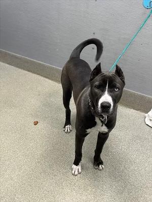 black and white dog on a leash