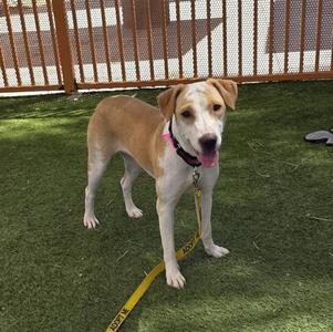 *BUTTER, Pit Bull Terrier, young, available for adoption