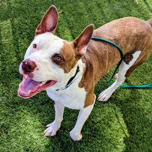 *BUTTERBEAN, Pit Bull Terrier, adult, available for adoption