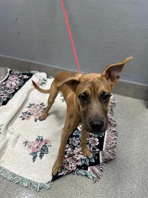 *ADAM, Mastiff, puppy, available for adoption