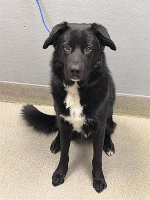*BENNY, Labrador Retriever, adult, available for adoption