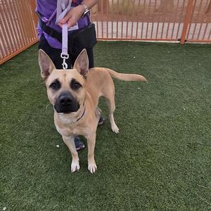 A tan dog with a black muzzle and ears standing on artificial grass, wearing a purple collar and leash, with a person in a purple shirt holding the leash.