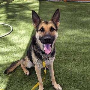 *BEN, German Shepherd Dog, adult, available for adoption