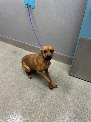 A brown dog on a leash, sitting on a gray floor with a blue wall in the background.