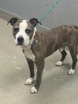 A brindle and white dog with a blue collar and a green leash, standing on a concrete floor.