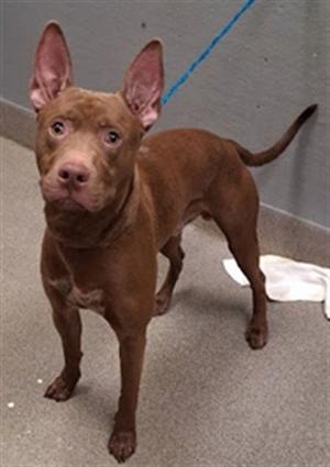 *ANUBIS, Pit Bull Terrier, adult, available for adoption