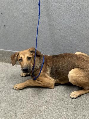 *BANKS, German Shepherd Dog, young, available for adoption