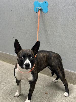 A brindle and white dog with pointed ears and a pink collar, standing on a gray floor and attached to a blue bone-shaped leash holder on the wall.