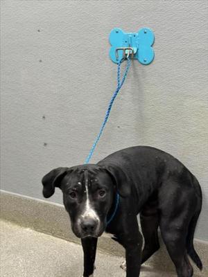 *BILLY, Labrador Retriever, young, available for adoption
