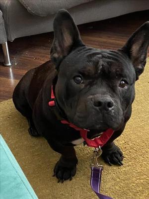 *ASHLEY, French Bulldog, adult, available for adoption