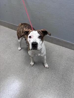 *BABY BACK RIB, Pit Bull Terrier, adult, available for adoption