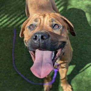 A happy brown dog with a black nose and tongue out, wearing a purple leash, standing on green grass.