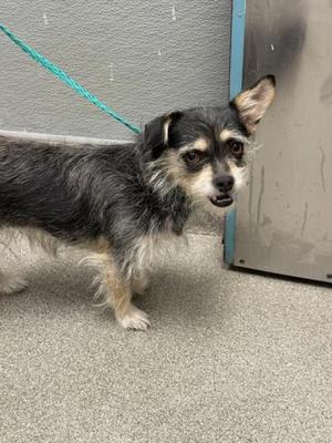 *BUTTERCUP, Terrier, adult, available for adoption
