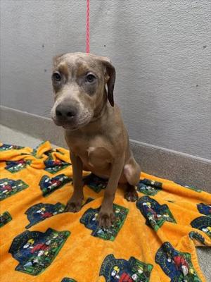 *BIRDIE, Great Dane, puppy, available for adoption