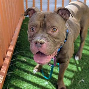 *BRUCE PAYNE, Pit Bull Terrier, adult, available for adoption