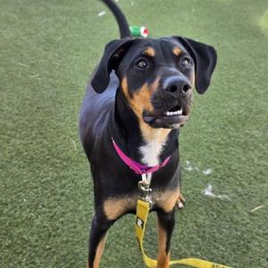 A black and tan dog with floppy ears, wearing a pink collar and a yellow leash, standing on a green artificial turf surface.